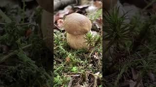 У мосі тільки-но виліз #funghi #nature #mushroom