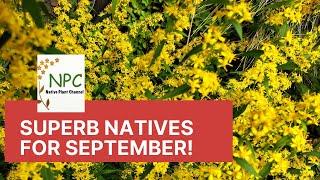 The best native plants for your garden in September!