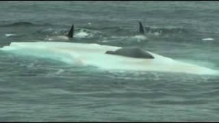 Orcas hunting seal on ice floe in Antarctica