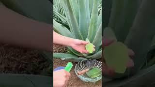 ALOE VERA #plant #medicinalplants #healthy  #amazing #wow #viral #natural #good