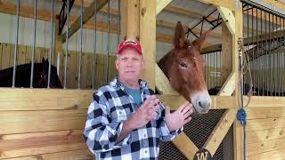 Draft horse and mule updates