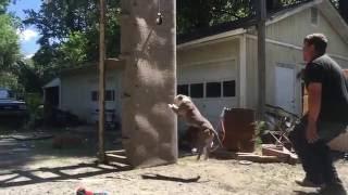 Pit Bull Training (Wall Climb)