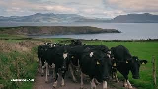 70 minutes of cows   in Co. Kerry, Ireland   Slow TV - Relaxation for expats and farmers