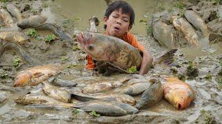 How to harvest giant fish ponds to sell for a living