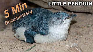Little Penguin - 5 Minute Documentary