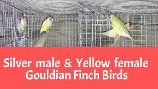 Silver Male And Yellow Female Gouldian Finch Birds || video 10