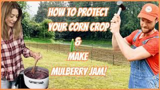How To Protect Your Corn Crop & Make Mulberry Jam! | From Hollywood To The Homestead - Episode 8