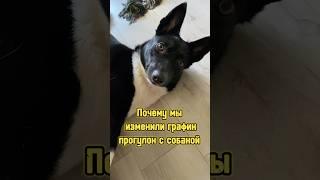 Почему мы изменили график прогулок с собакой  #питомцы #собака #щенок #dog #puppy