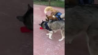 Husky is stealing a bottle of water