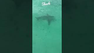 Paddle boarding with a shark in Destin, Florida