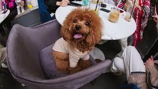 반려동물과 함께하는 데일리 청담의 펫 가든 이벤트 후기 슬라이드 쇼 / DAILY CHEONGDAM DAILY PET GARDEN EVENT SLIDE SHOW