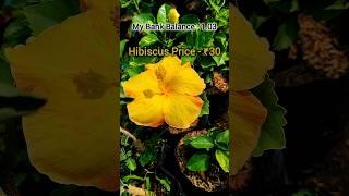 Tips For Hibiscus Plant | How To Bought Plant #shorts #shortsvideo #garden #gardening