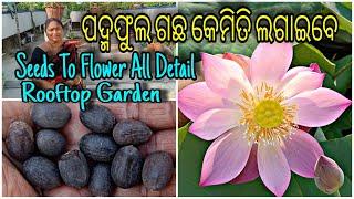 ପଦ୍ମଫୁଲ ଗଛ କେମିତି ଲଗାଇବେ ||Lotus Plant || Seeds To Flower All Detail ||Rooftop Garden||ବୋଉଙ୍କ ବଗିଚା