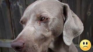 The dog had to live for 10 minutes. She did not have time to say goodbye..