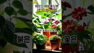 화분을 이렇게! 두면 '돈복'이 터집니다!!   바로 해보세요~ #운세 #풍수인테리어 #사주