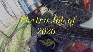 1rst Tree Job of 2020 - TreeBoi4Life - Part 1