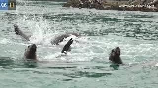 Steller Sea Lions Create a Giant Raft | Alaska | Lindblad Expeditions-National Geographic