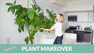 Plant Makeover For Studio Apartment In Astoria, New York - My City Pants