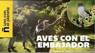 Aves Con El Embajador
