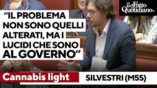 Cannabis, l'amara ironia di Silvestri: "Il problema non sono gli alterati, ma i lucidi al governo"