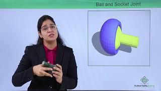 Class10th – Ball and Socket Joint | Locomotion and Movement | Tutorials Point