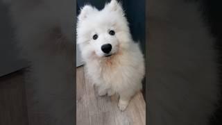 Самоед с нетерпением ждёт завтрак #самоед #собака #шортс #dog #samoyed #друг #завтрак