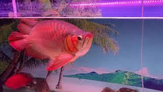 Arowana Short body  in Cambodia