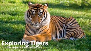 Exploring Tigers: The Majestic Beasts of the Wild | The Curious Minds