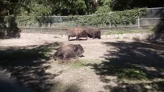 Toronto High park zoo Bison