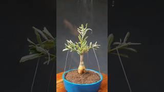 Adenium Bonsai