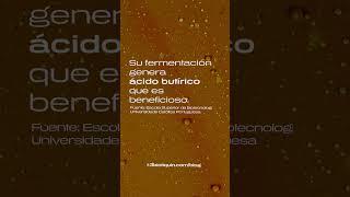 Los carotenos favorecen la microbiota intestinal.