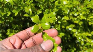 Boxwood Whitefly Treatment