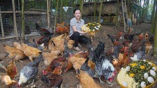 Raising Organic Chickens in The Forest. Processing Natural Food for Chickens to Lay Lots of Eggs