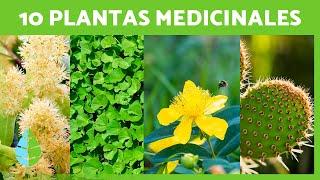 10 PLANTAS MEDICINALES y sus BENEFICIOS para la SALUD 