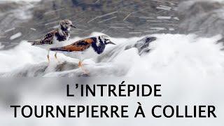 L'INTRÉPIDE TOURNEPIERRE À COLLIER