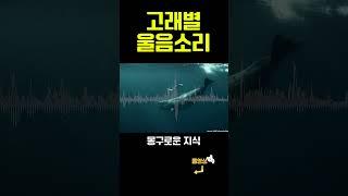 고래별 울음소리