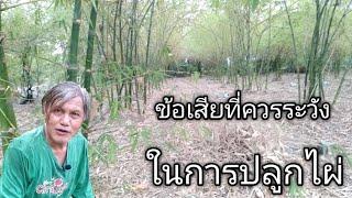 ข้อเสีย ที่ควรระวังในการปลูกไผ่ กะทบถึงไม้อื่นอาจถึงตายใด้