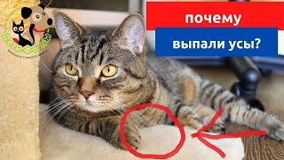 Почему у кошки выпадают усы? Основные причины и что можно сделать?