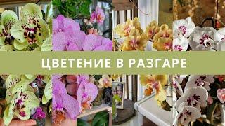 Пышное цветение орхидей на балконе. Обзор домашнего цветения орхидей. Секреты пышного цветения.