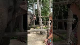 Asian elephant conservation _ Elephant Protection | A Story of Hope and Redemption