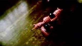 Spider Sapien