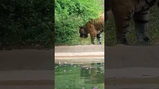 Tiger Having Bad Day Vomiting