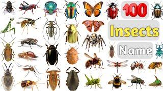 Insects Vocabulary ll 100 Common Insects Name in English With Pictures ll Beetles, Bugs, Butterfly