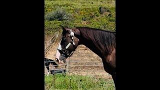 Tennessee Walking Horse For Sale - Gaited Horse Training