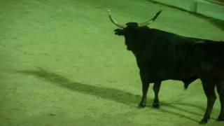 Les Saintes-Maries-de-la Mer. Course Camarguaise.mpeg