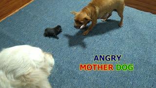 Angry Mother Dog Protects, Moves Her Puppies And Doesn't Let Big Dog Approach