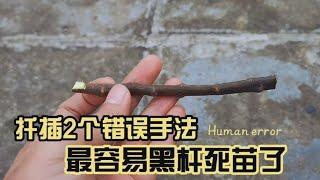 扦插最常犯的2個錯誤手法，最容易黑桿死苗了，你都犯過了沒有？