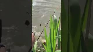хорошая рыбалка#сазан#рыбалка#хобби#весна