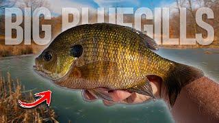 Tiny Pond = BIG Bluegills! (Ice Fishing 2025)