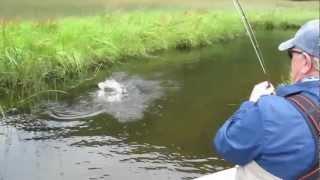 Fly Fishing Action At Patagonian Base Camp in Chile